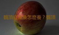 鶴頂紅金魚怎麽養？鶴頂紅金魚的品種 